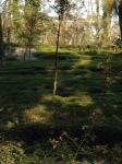 Palampur Tea Gardens: Journal Notes