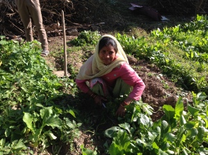 Tilling the land in rural Palampur